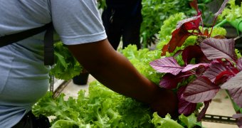 Panen Hydroponic Bareng Ala Aston Sentul
